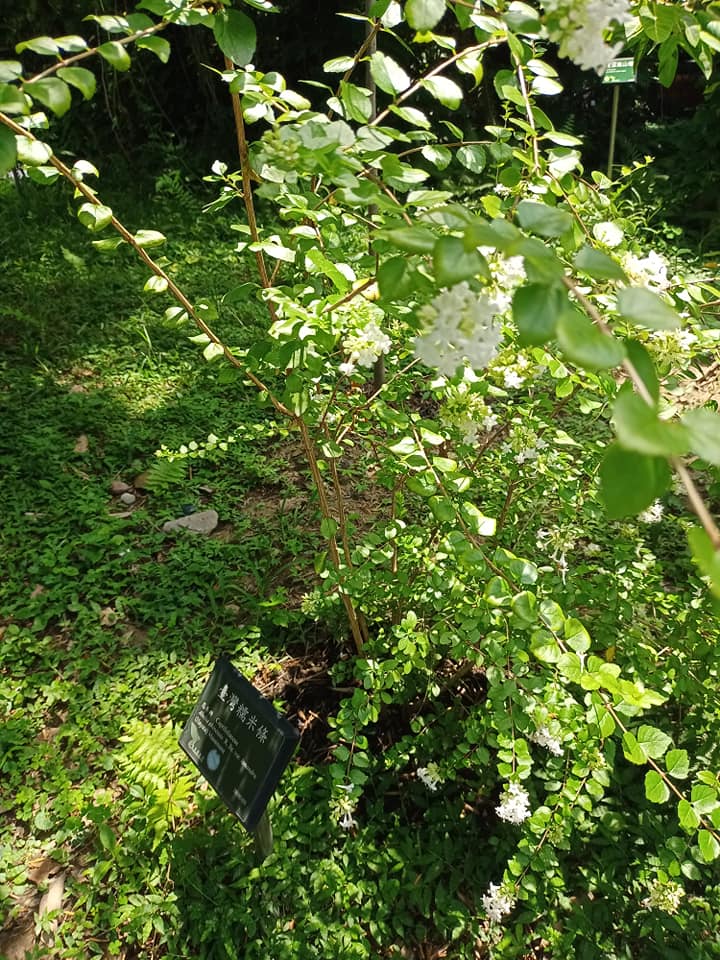 是植物，不是食物