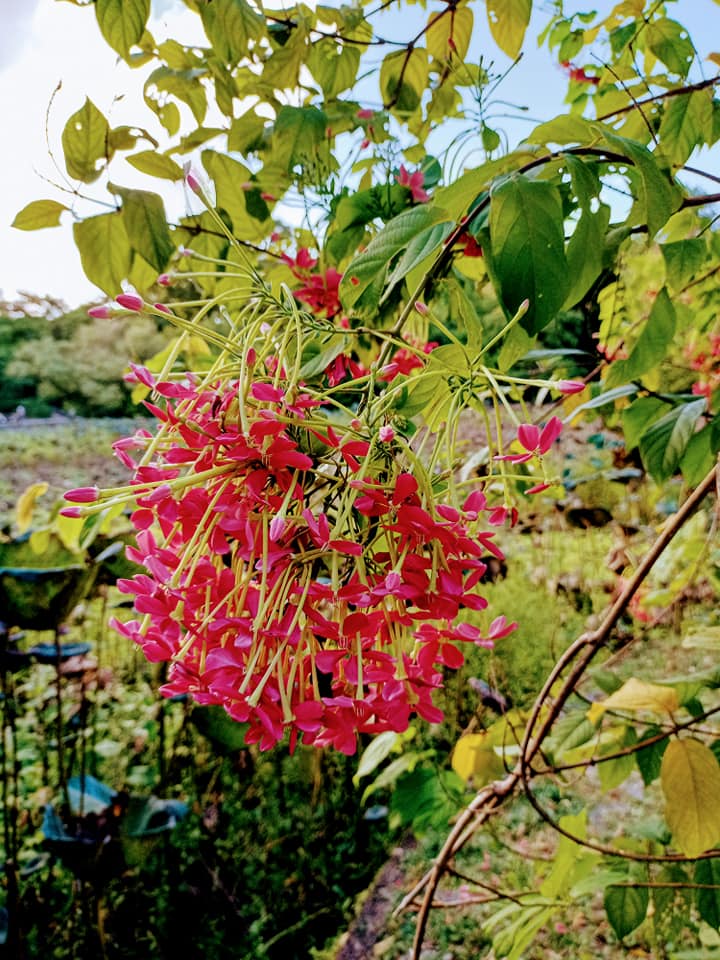 變臉君子？使君子花傳奇