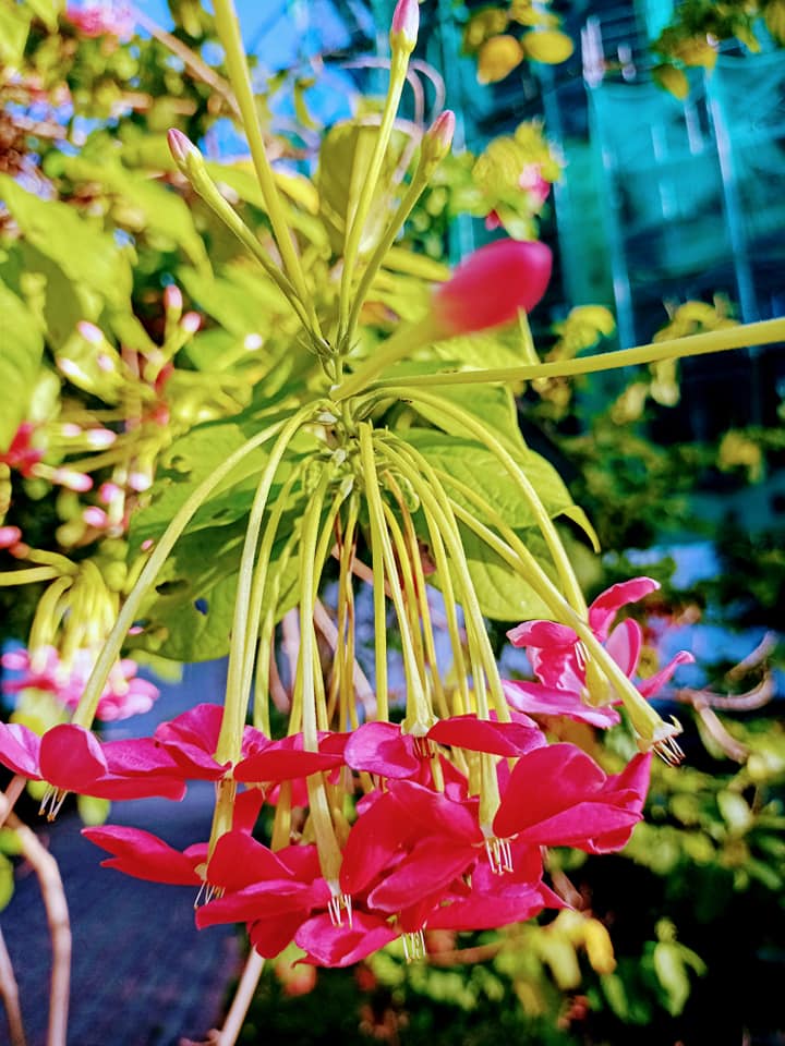 變臉君子？使君子花傳奇