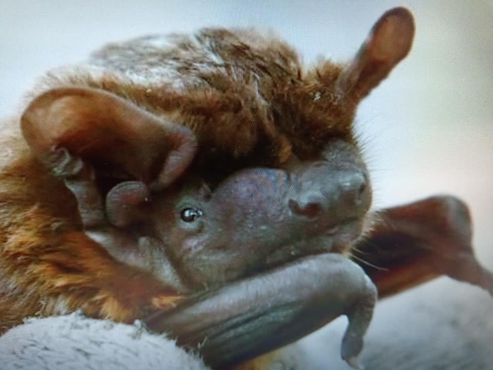 獲選“2021年鳥類”