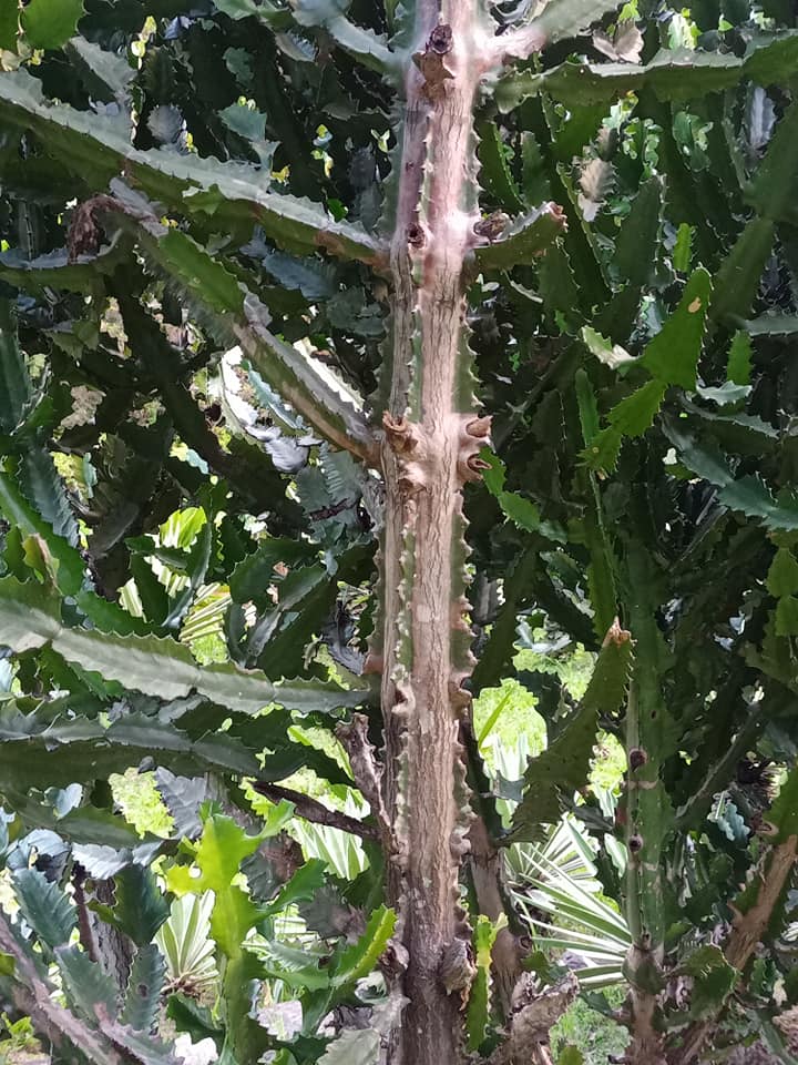 霸氣凌人，霸王鞭