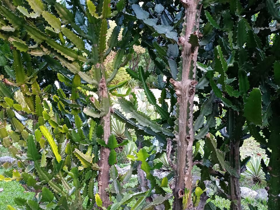 霸氣凌人，霸王鞭