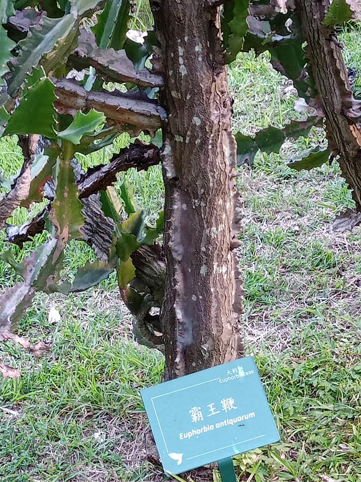 霸氣凌人，霸王鞭