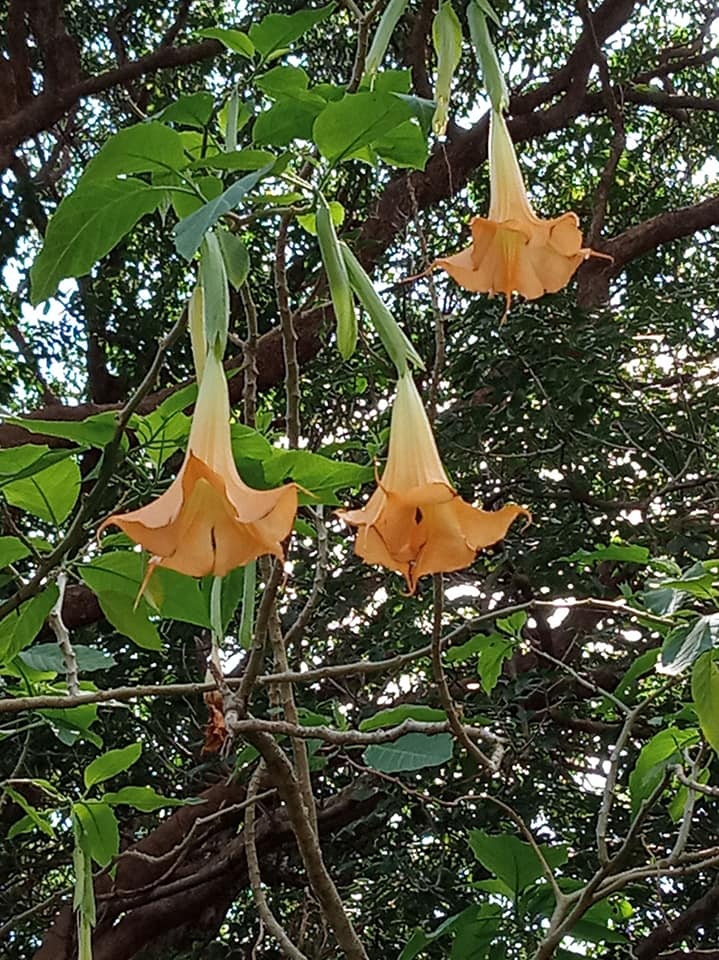 黃花曼陀羅致命吸引力的情花