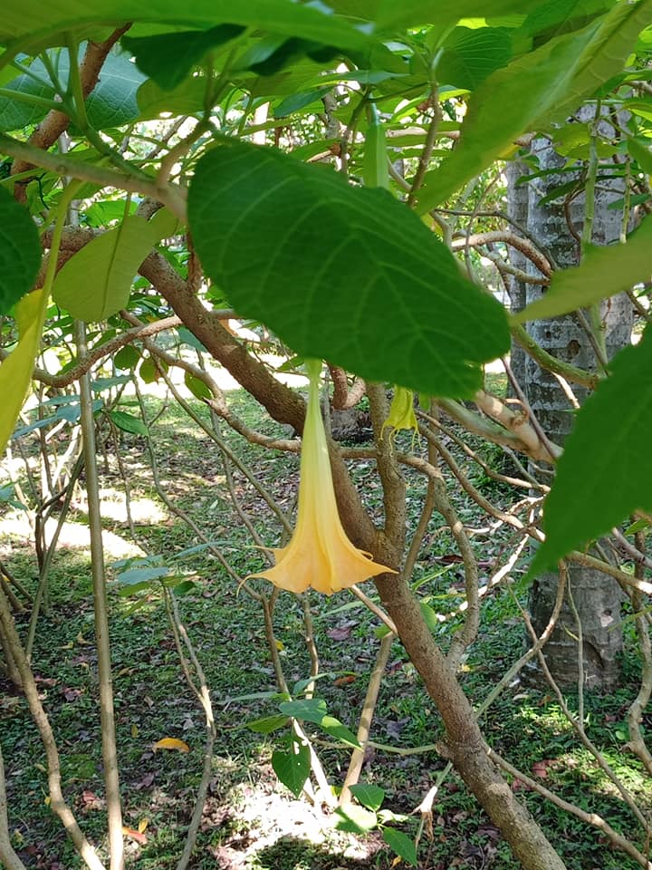 黃花曼陀羅致命吸引力的情花