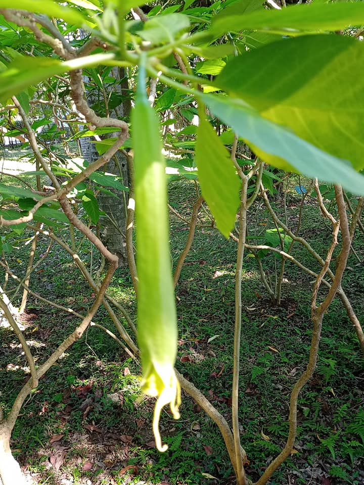 黃花曼陀羅致命吸引力的情花