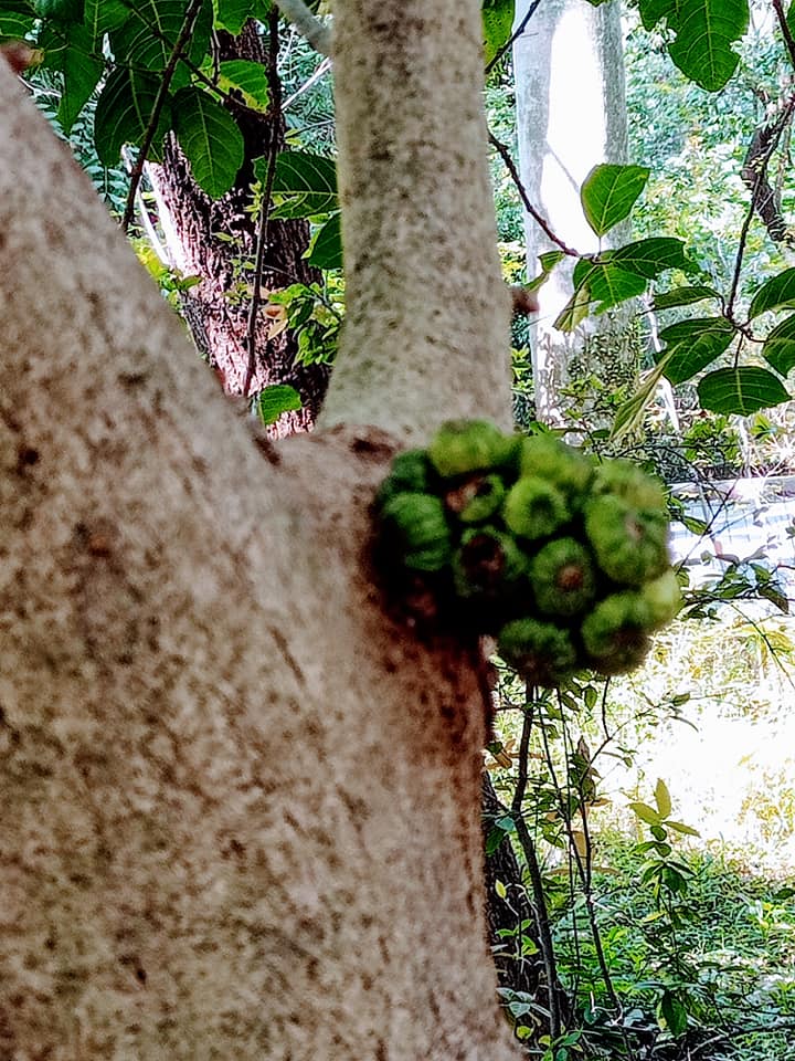 俗稱“豬母乳舅”