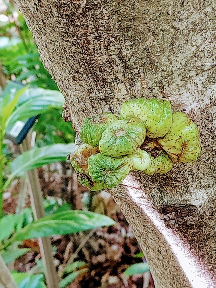 俗稱“豬母乳舅”