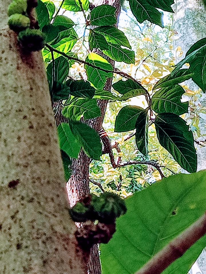 俗稱“豬母乳舅”