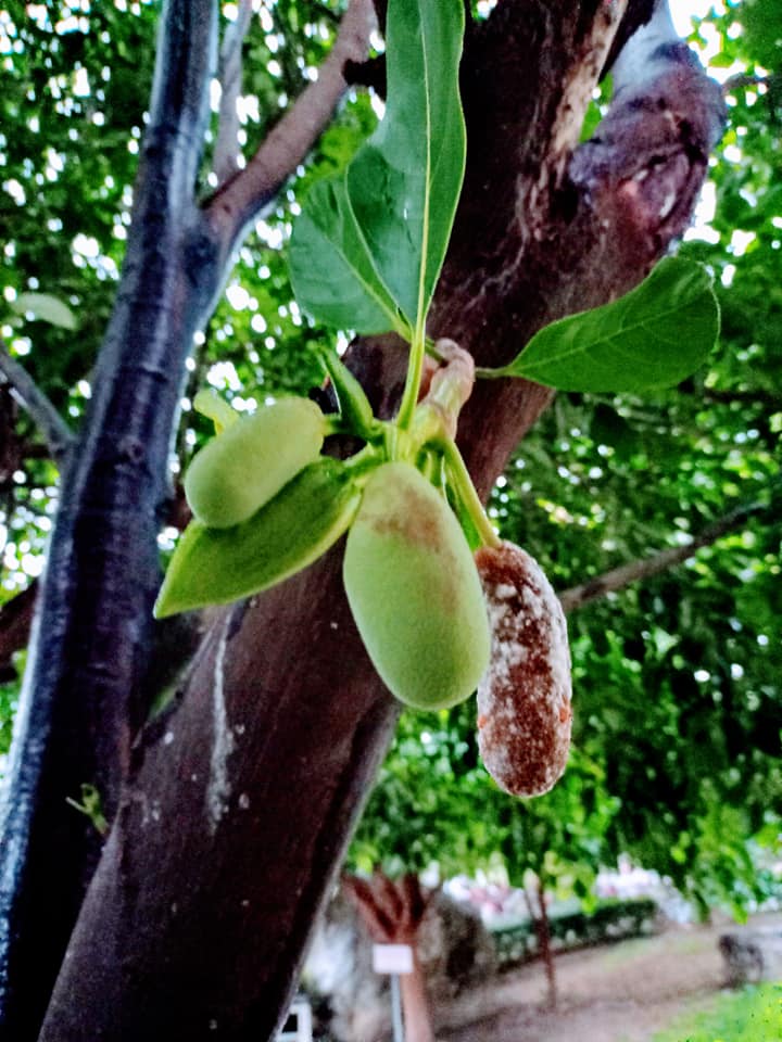 波羅蜜逆寒結果