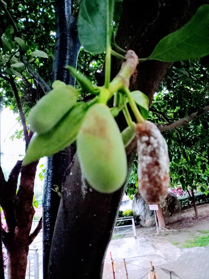 波羅蜜逆寒結果