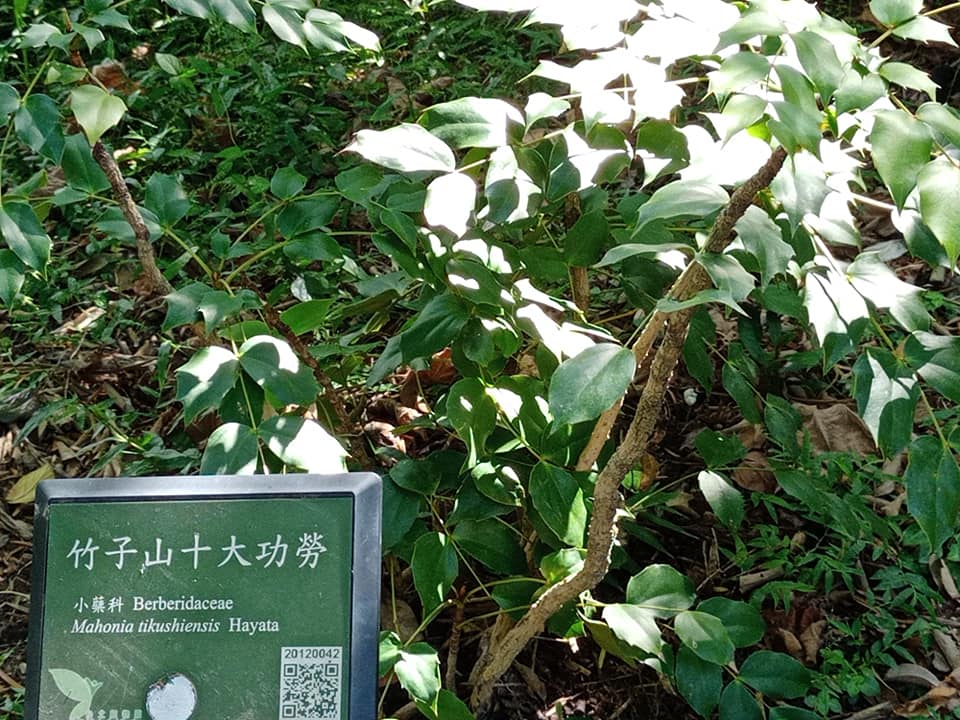 十大功勞霸氣植物渾身是寶