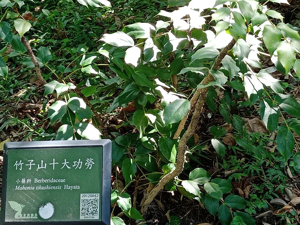 十大功勞霸氣植物渾身是寶