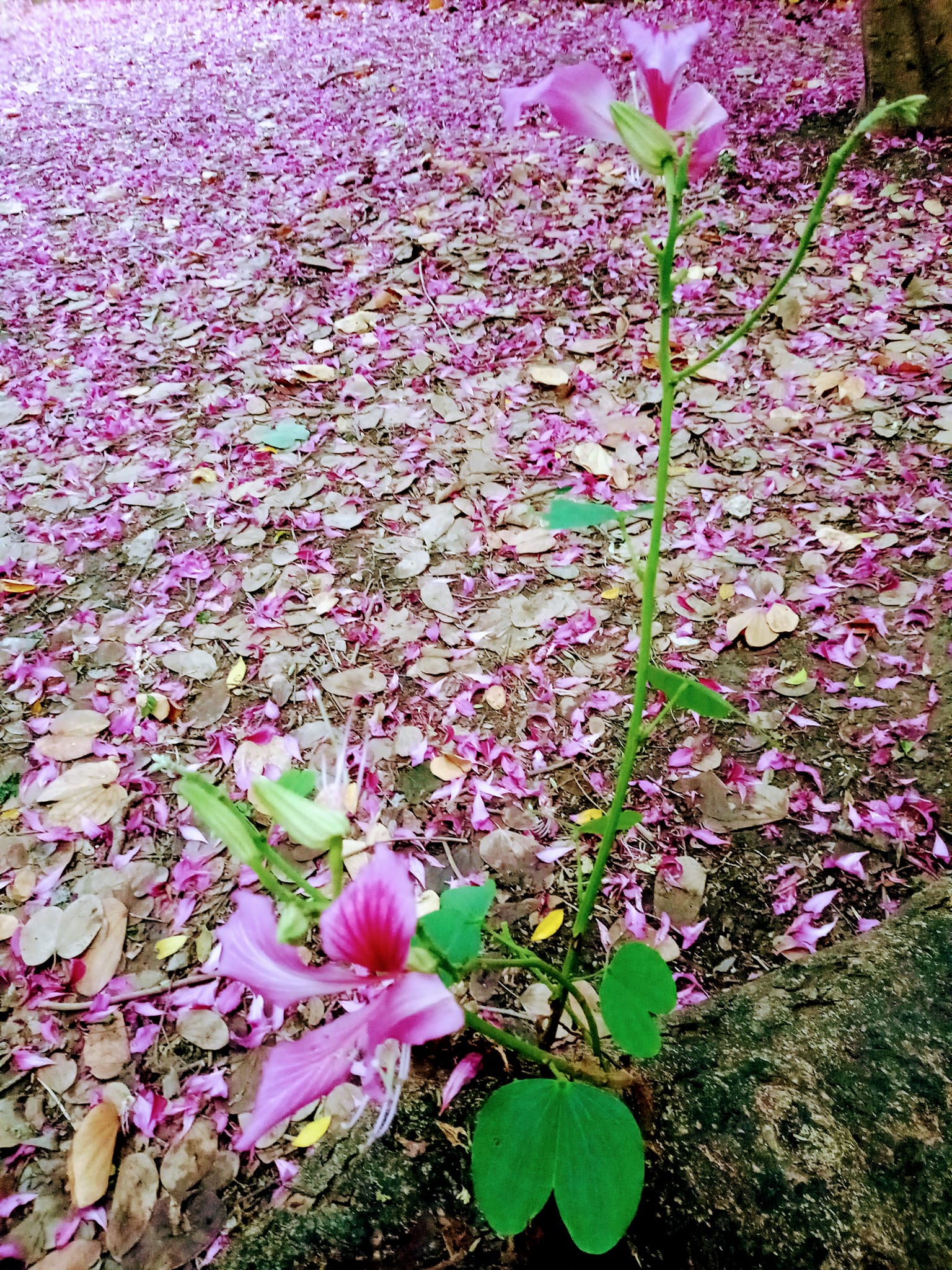 豔紫荊，滿條紅