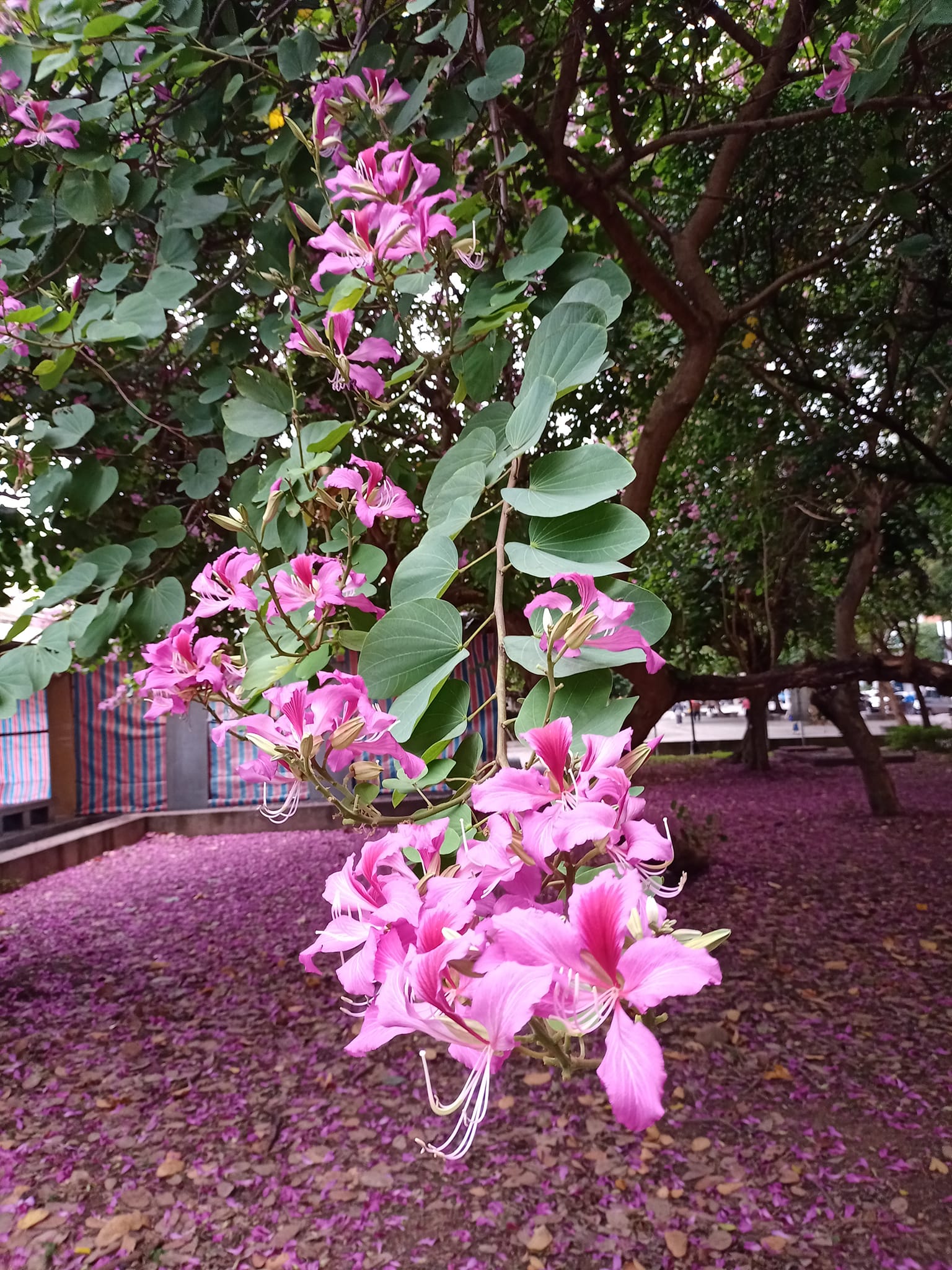 豔紫荊，滿條紅