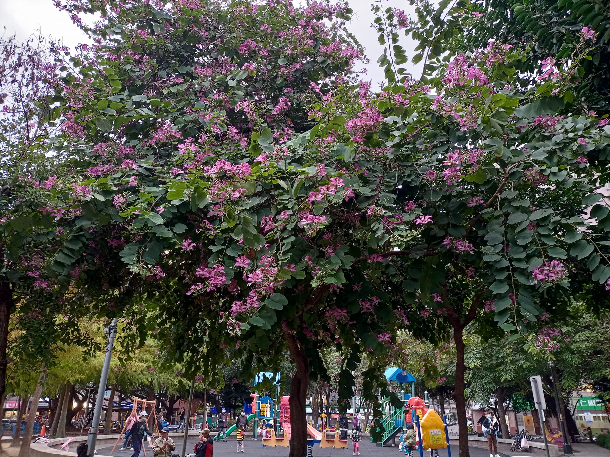 豔紫荊，滿條紅