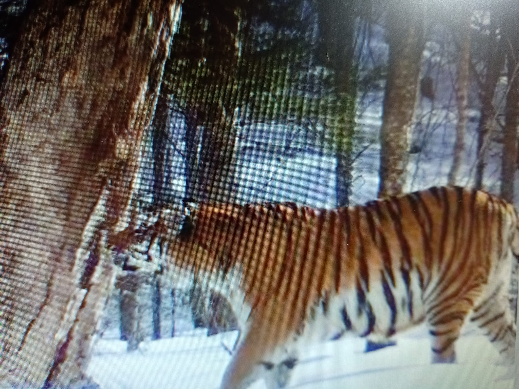 虎年逼近福來也