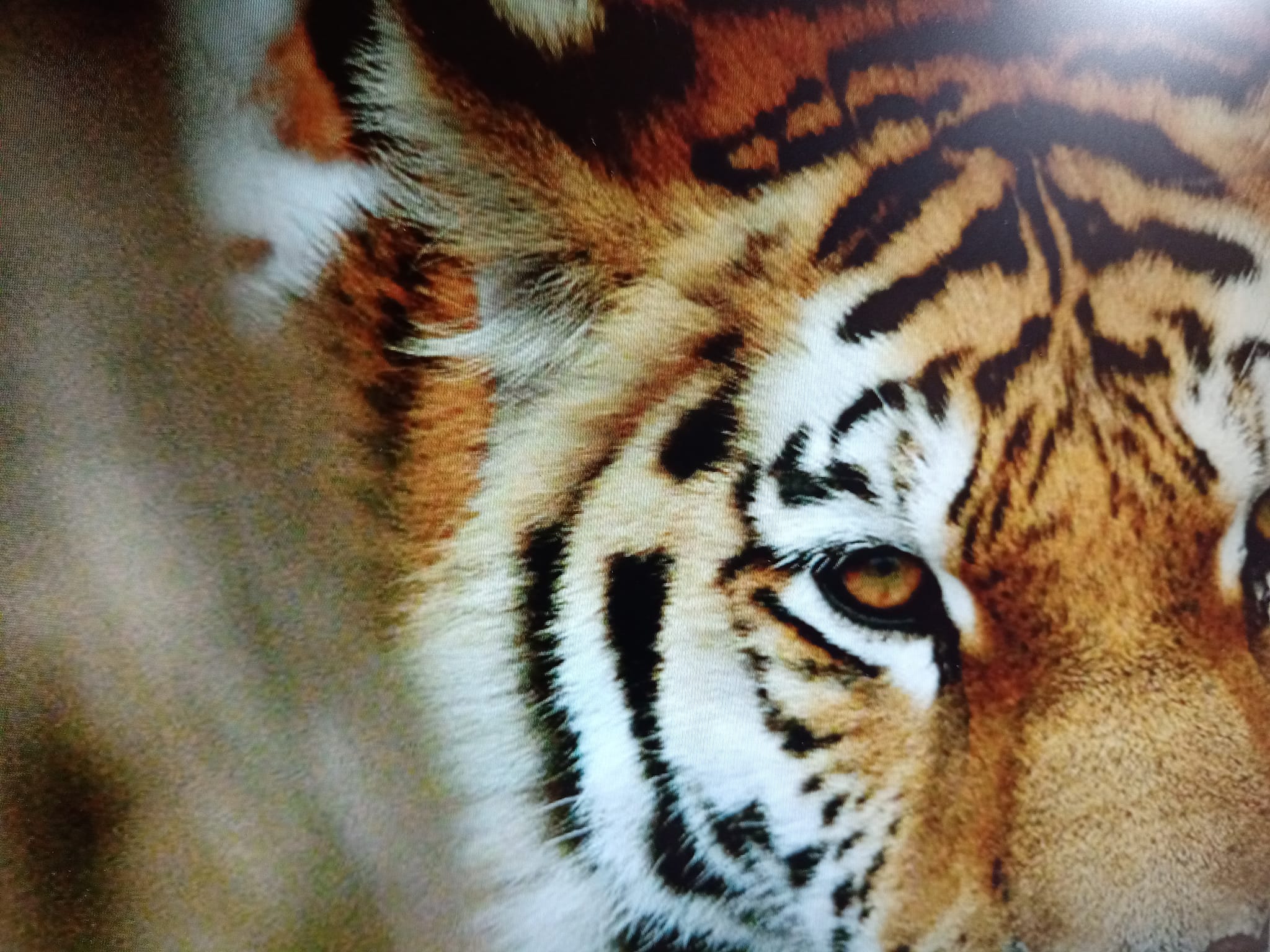 虎年逼近福來也