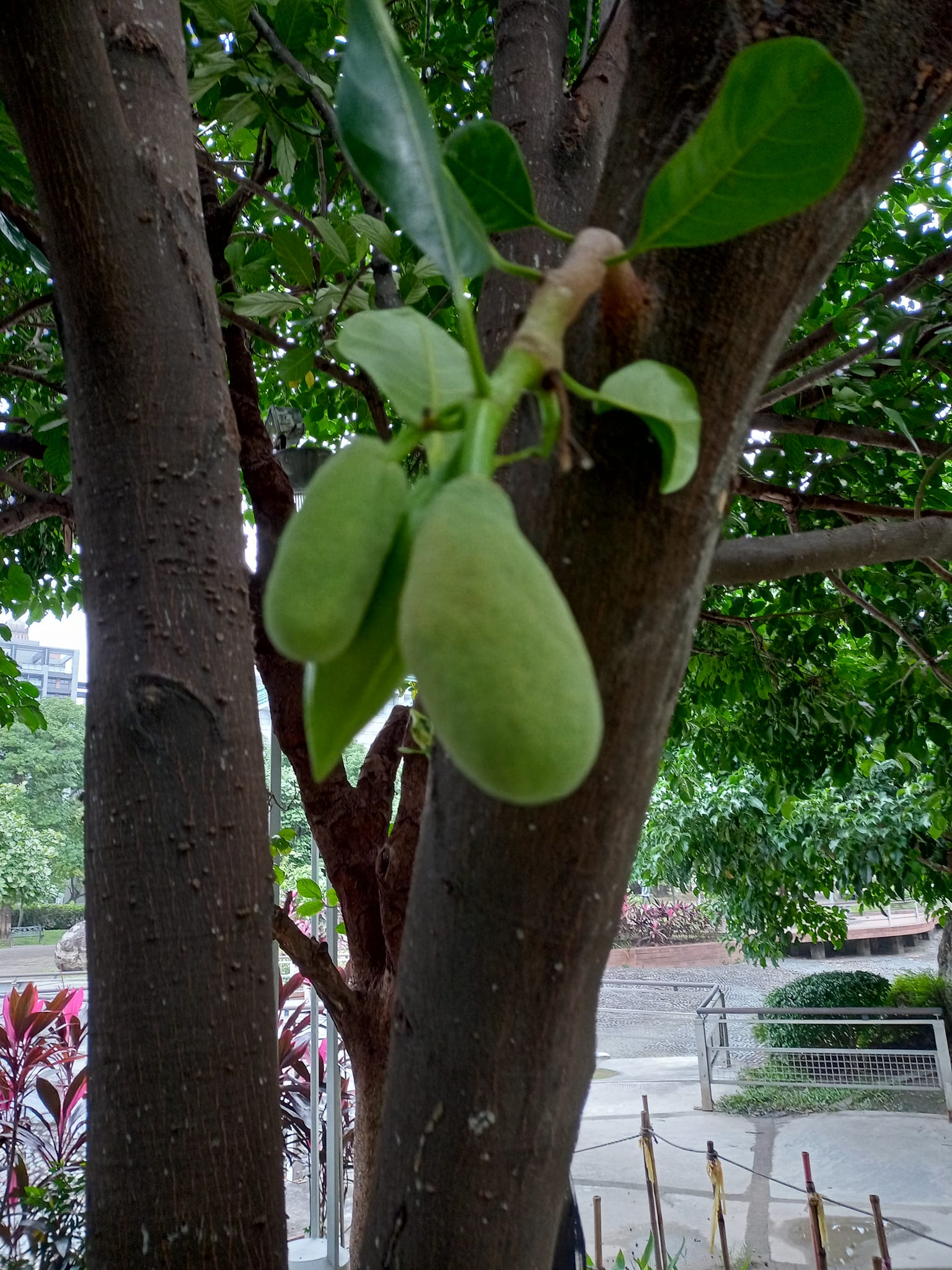 心繫波羅蜜幼果