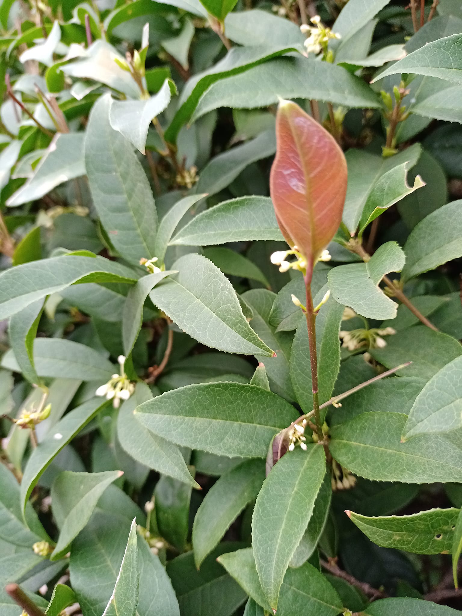 四季桂花開迎新年