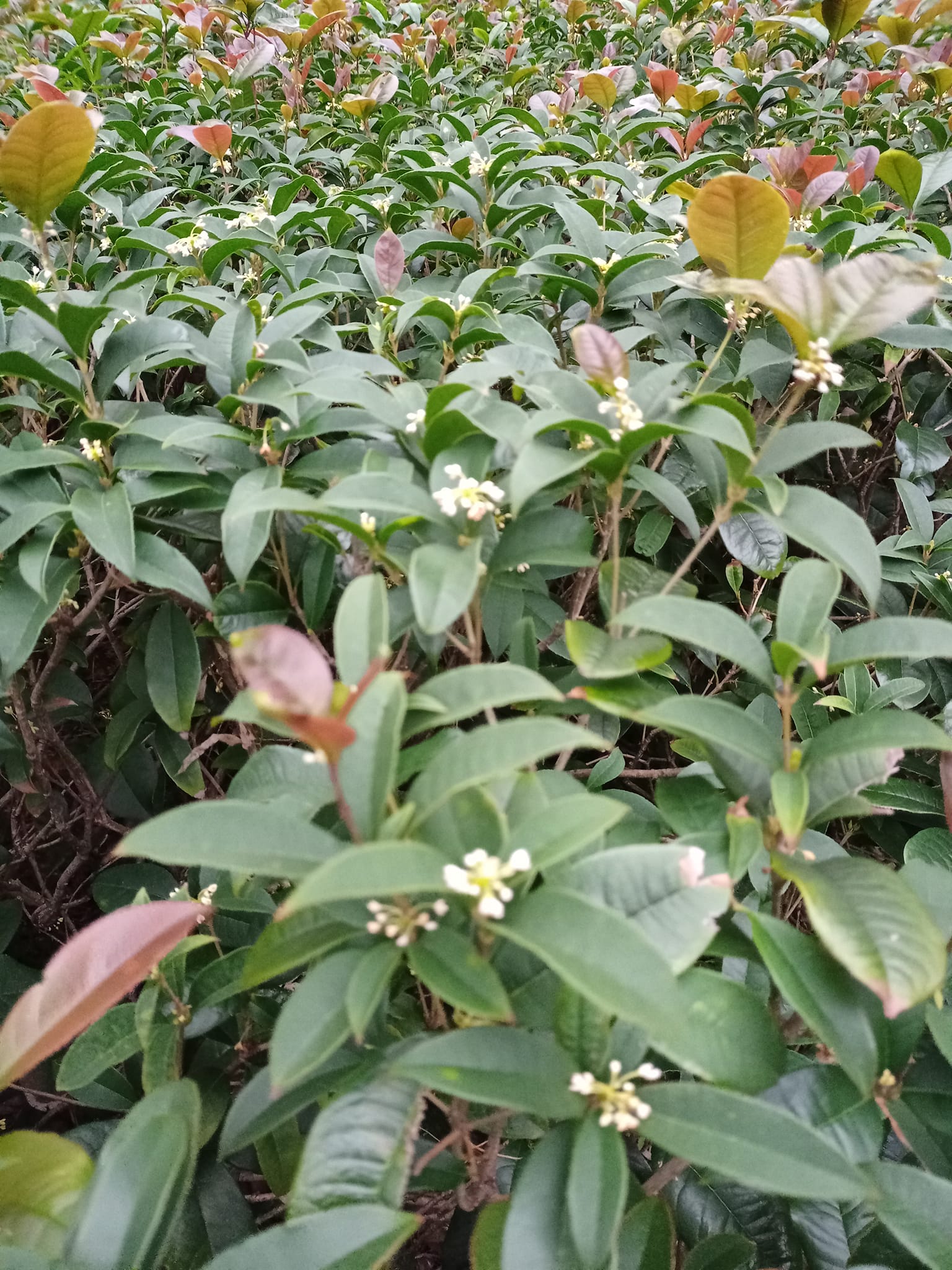 四季桂花開迎新年