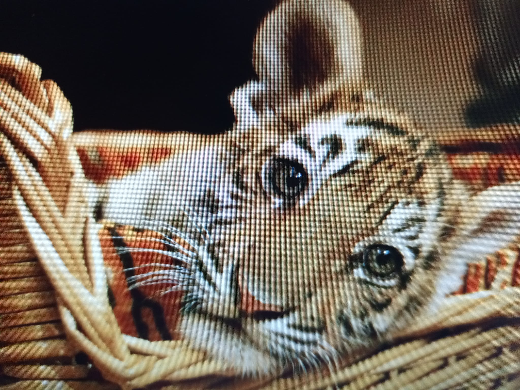 虎仔報到，賜福啦