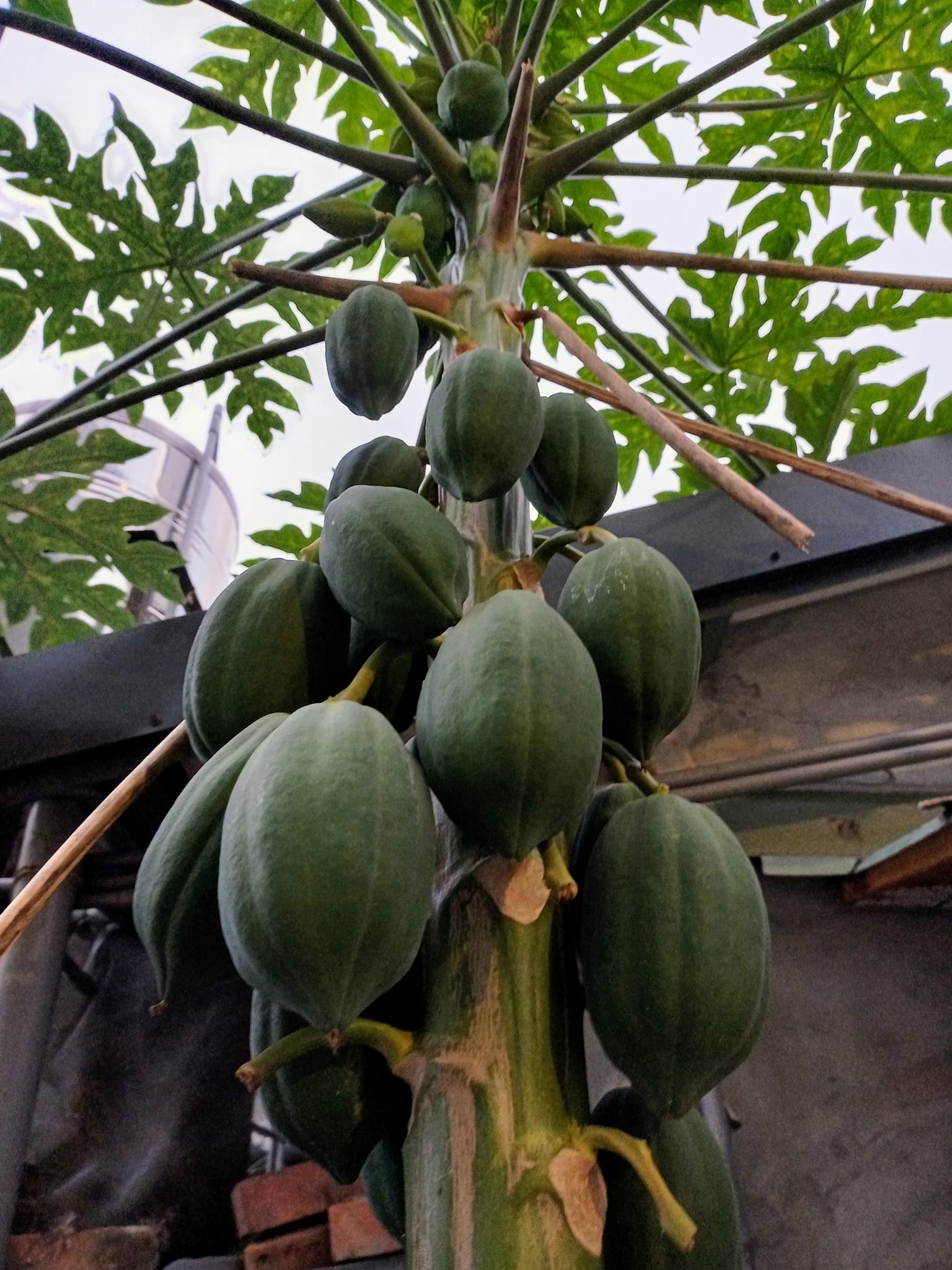 逆寒纍果木瓜樹