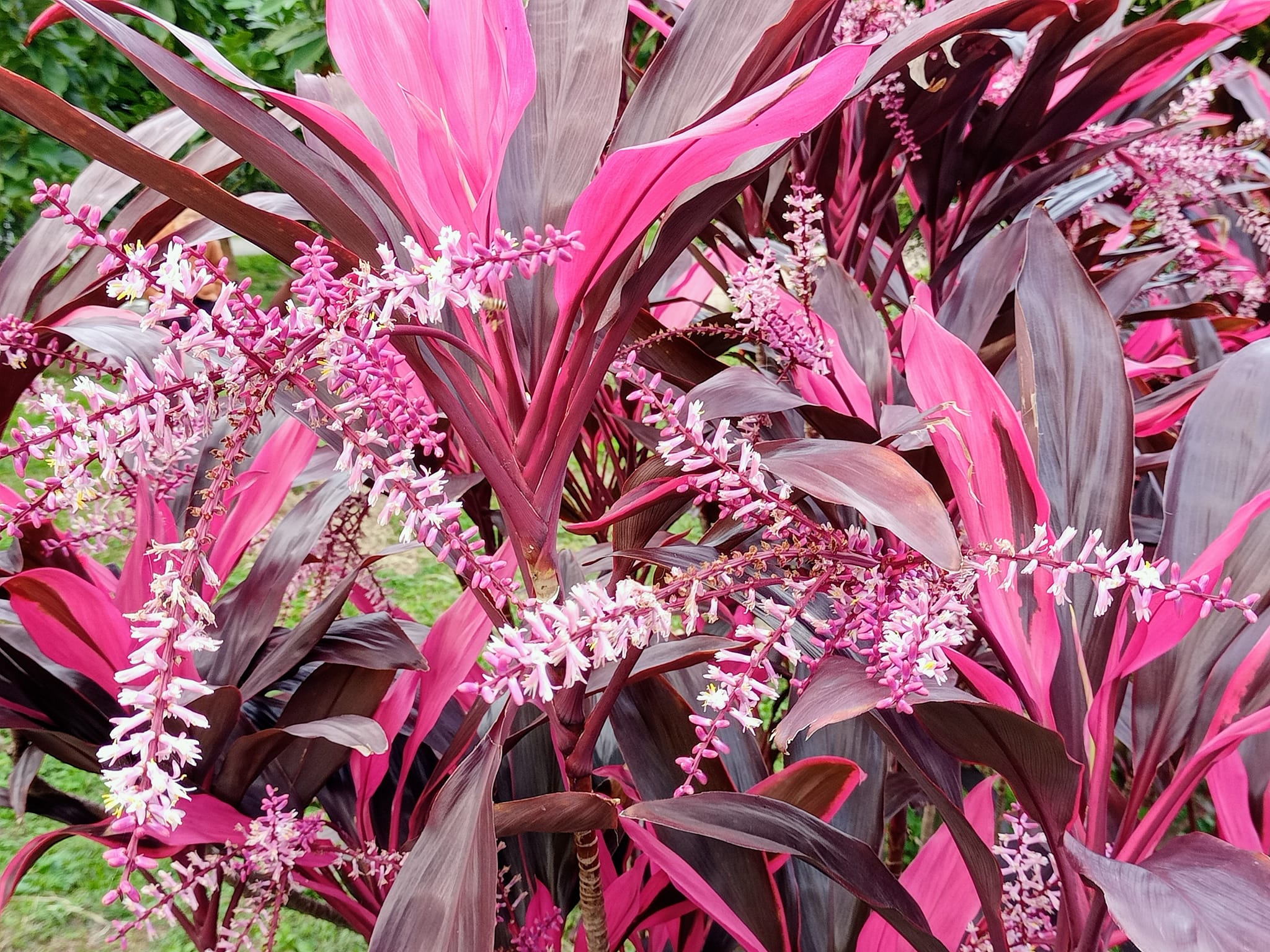 蕉竹同體，奇妙