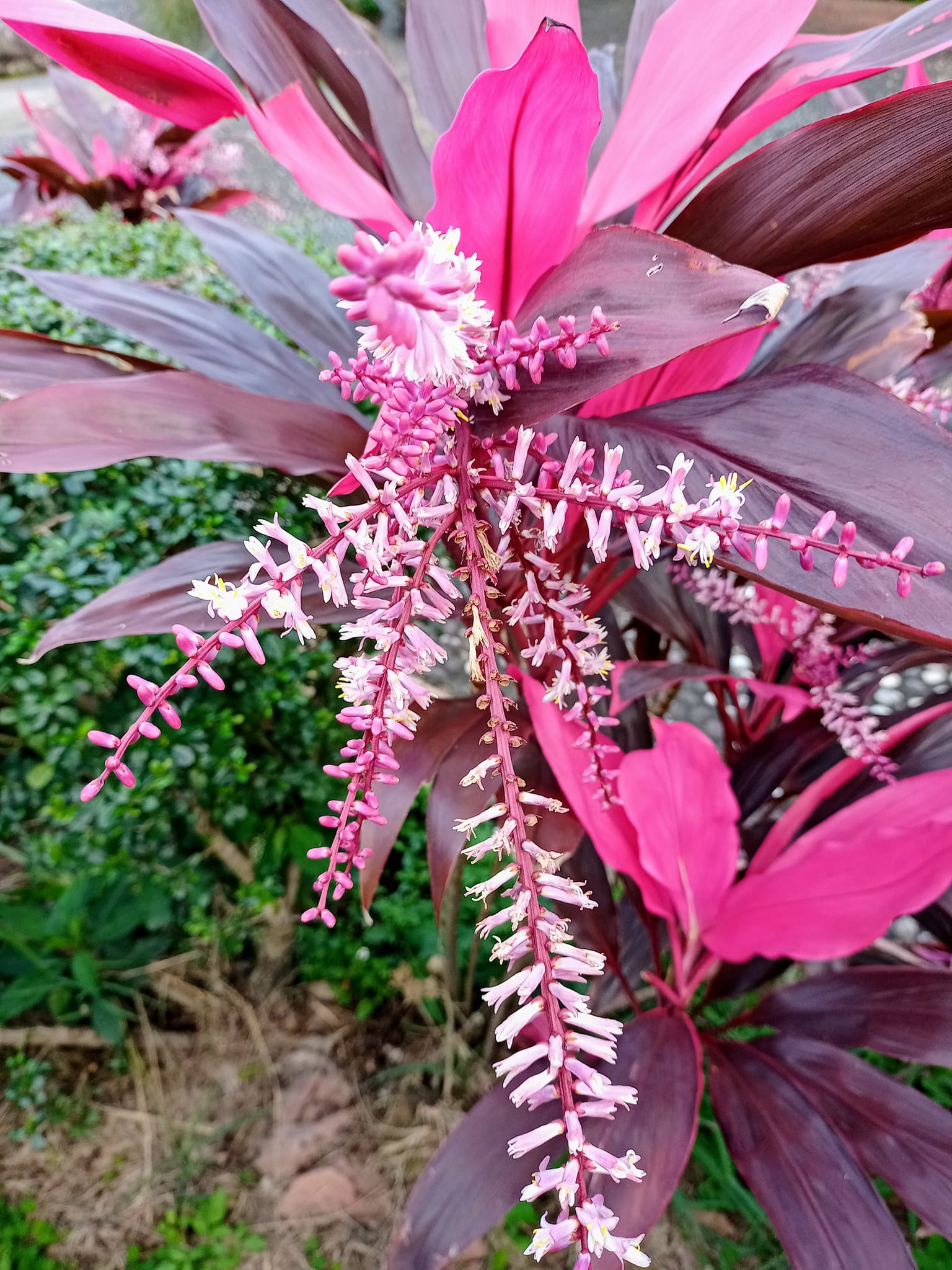 蕉竹同體，奇妙