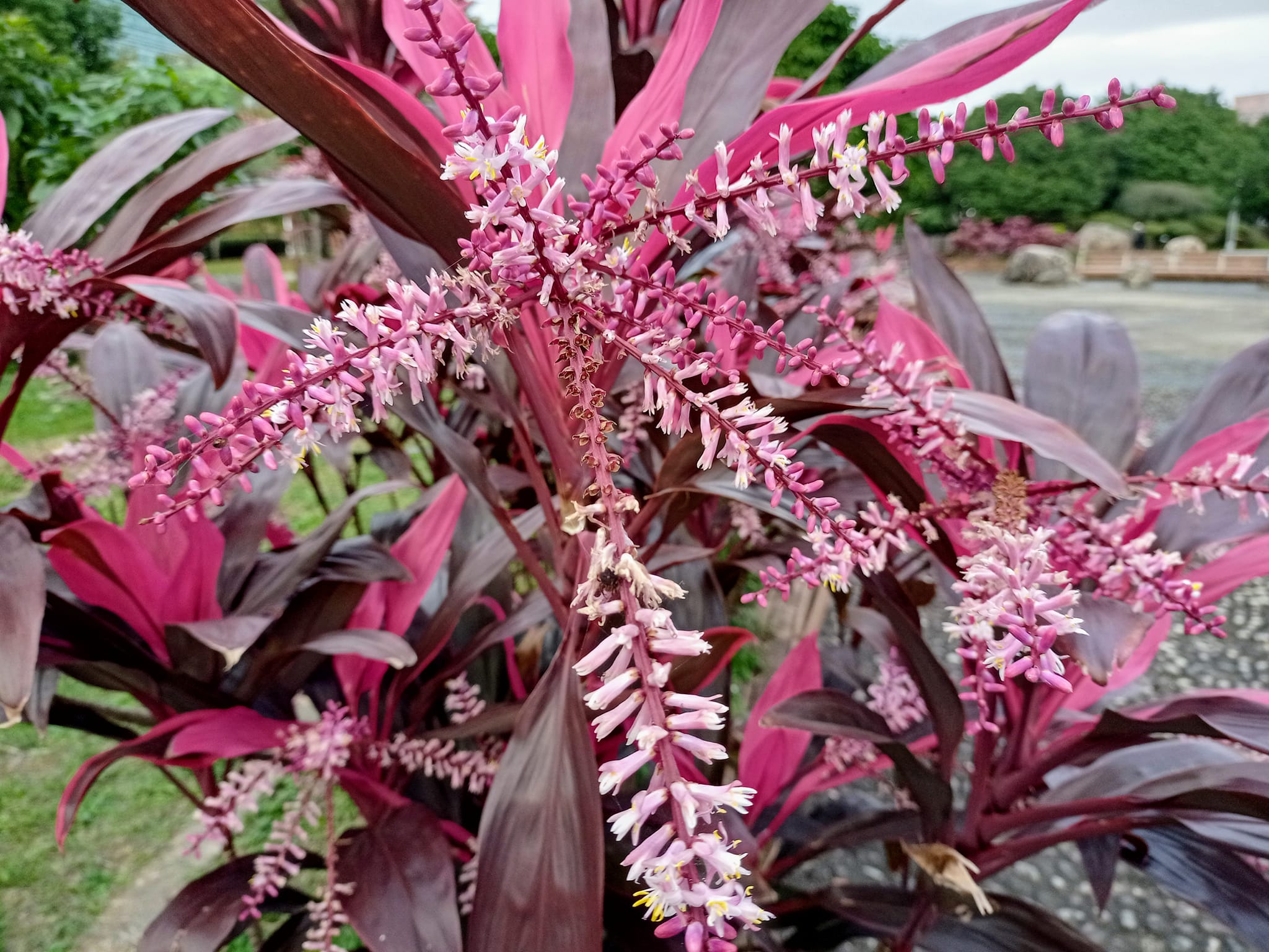 蕉竹同體，奇妙