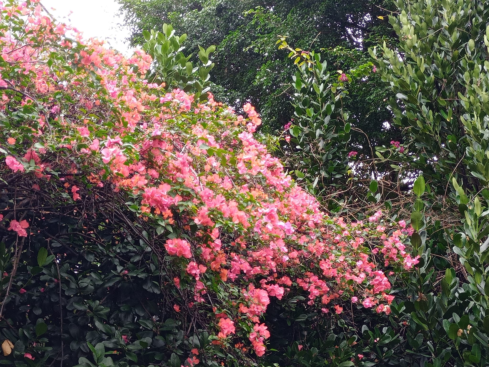 九重葛花紅迎春