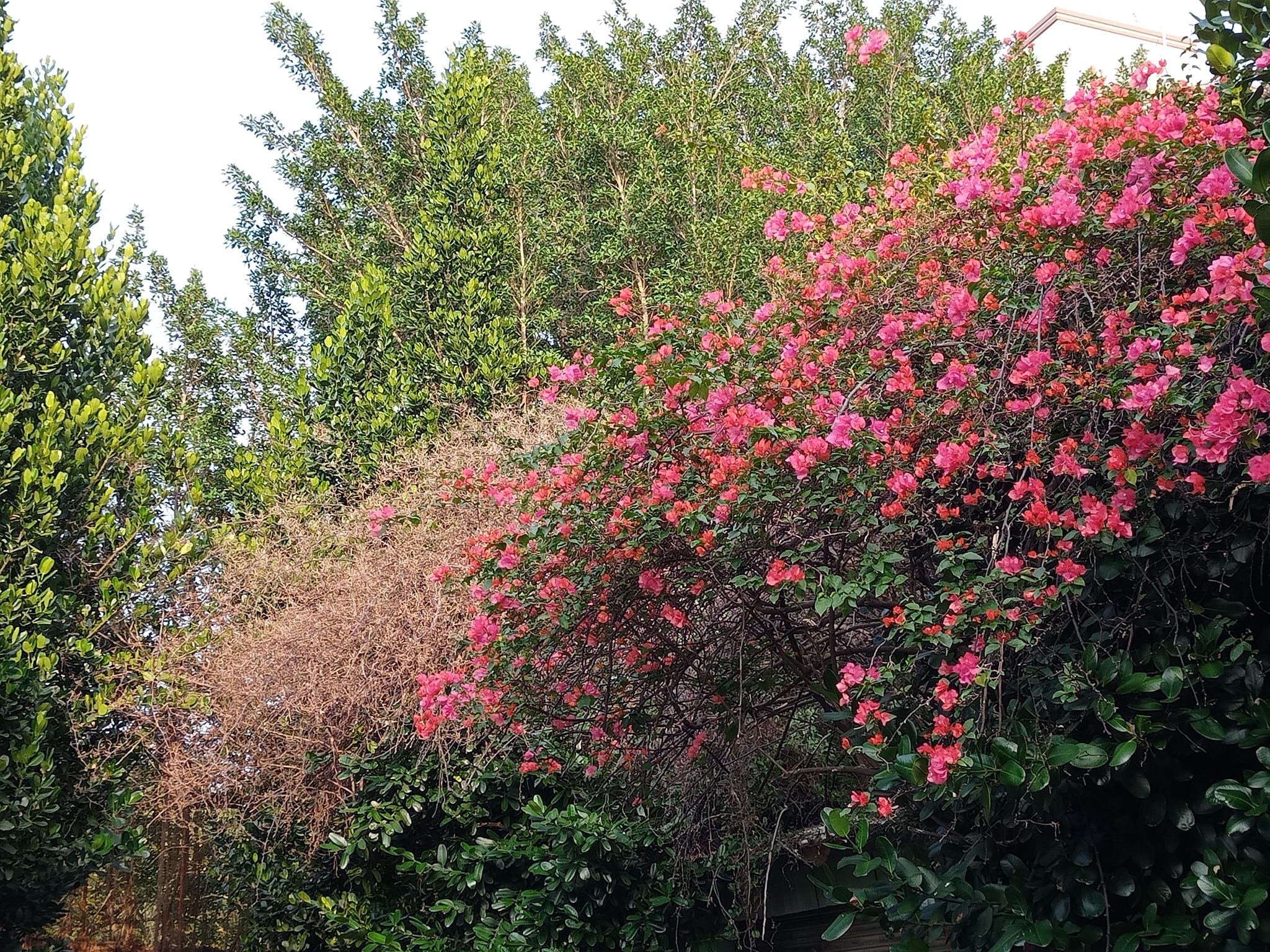 九重葛花紅迎春