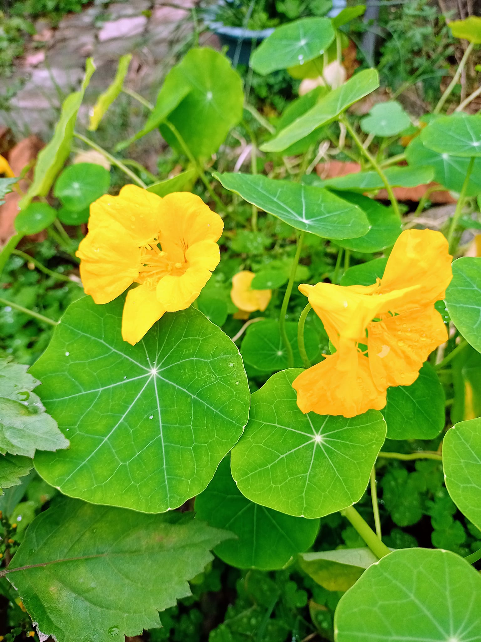 連日濕冷一波波