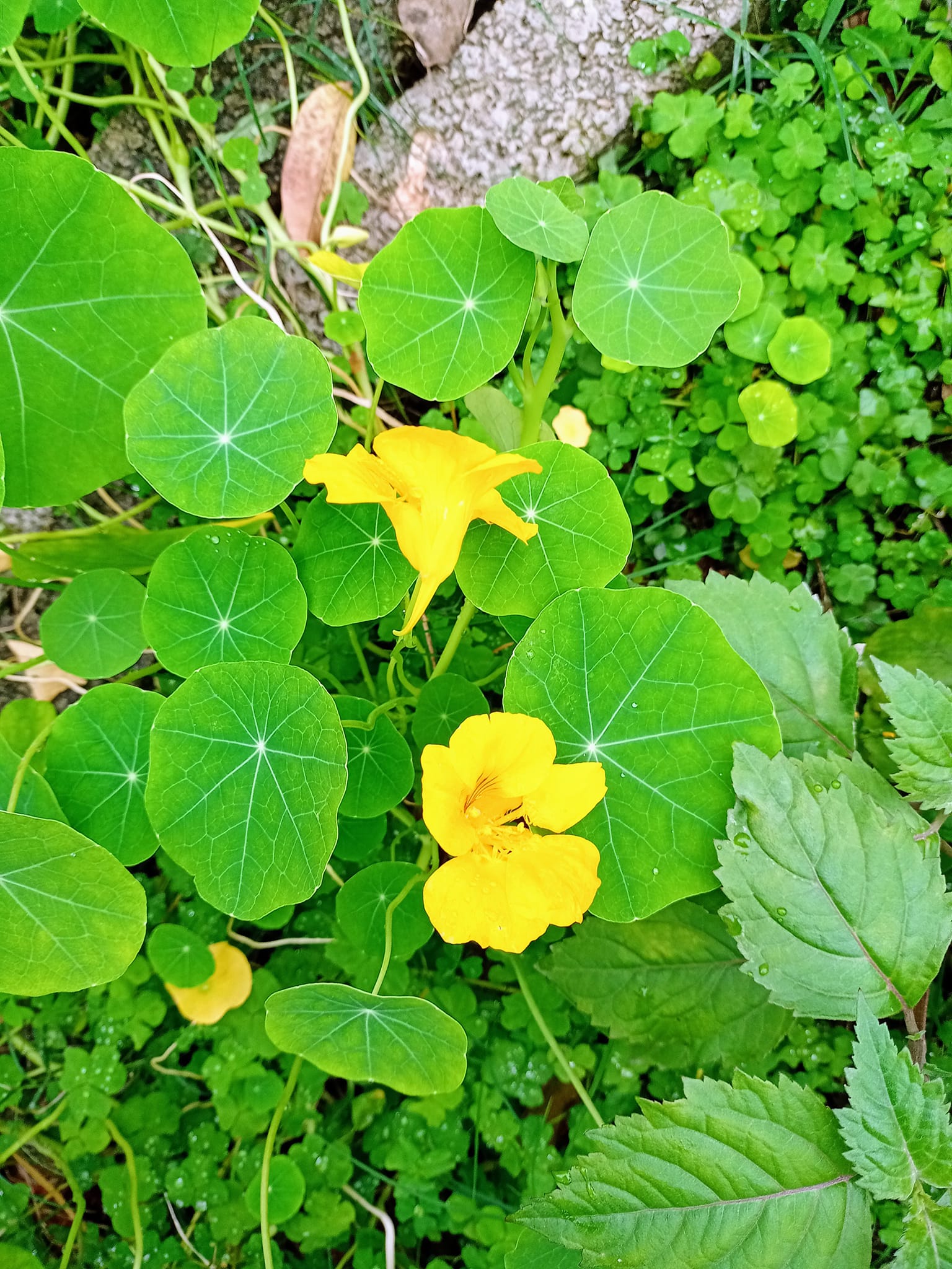 連日濕冷一波波