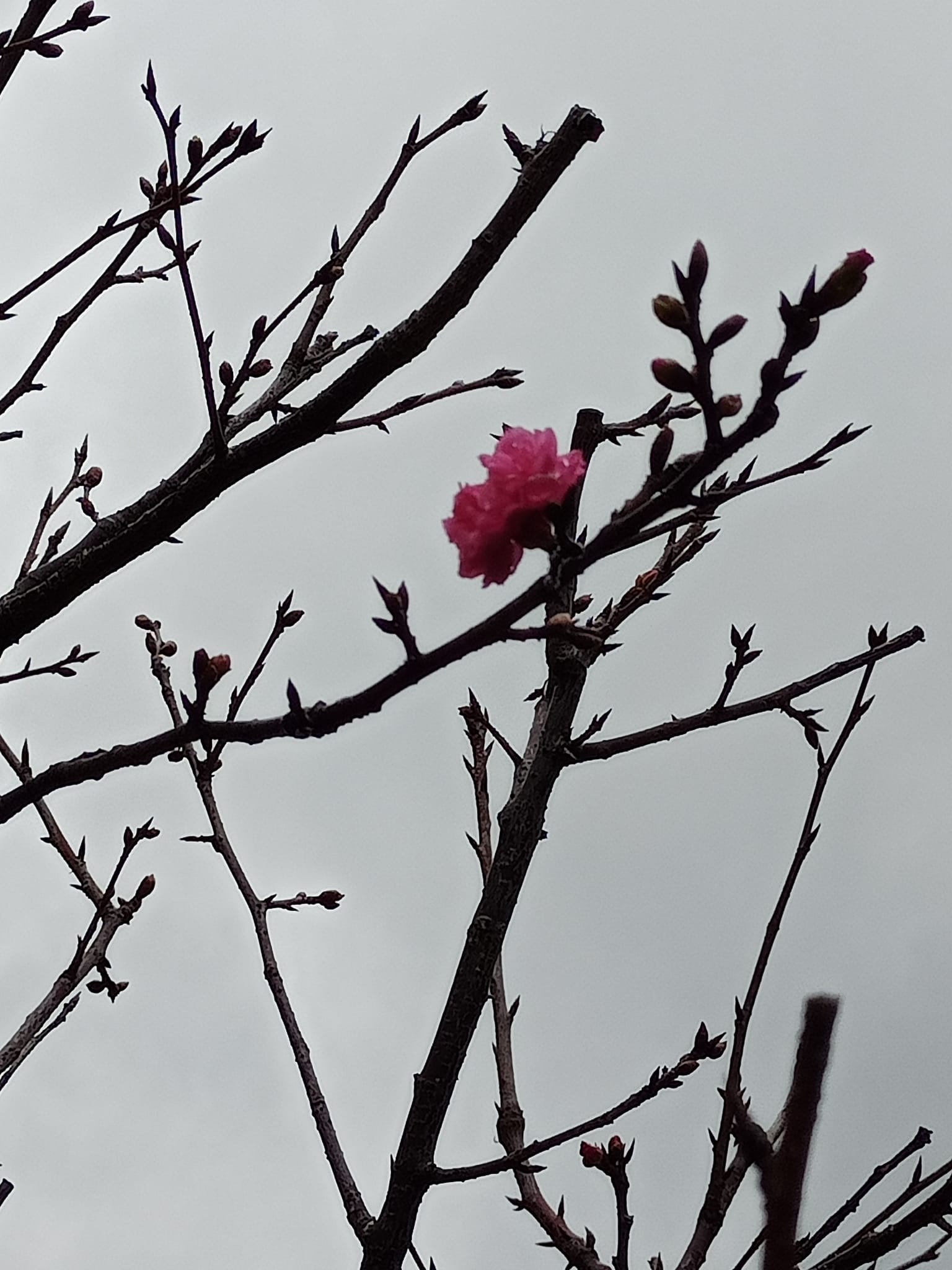 讚嘆逆寒山櫻花