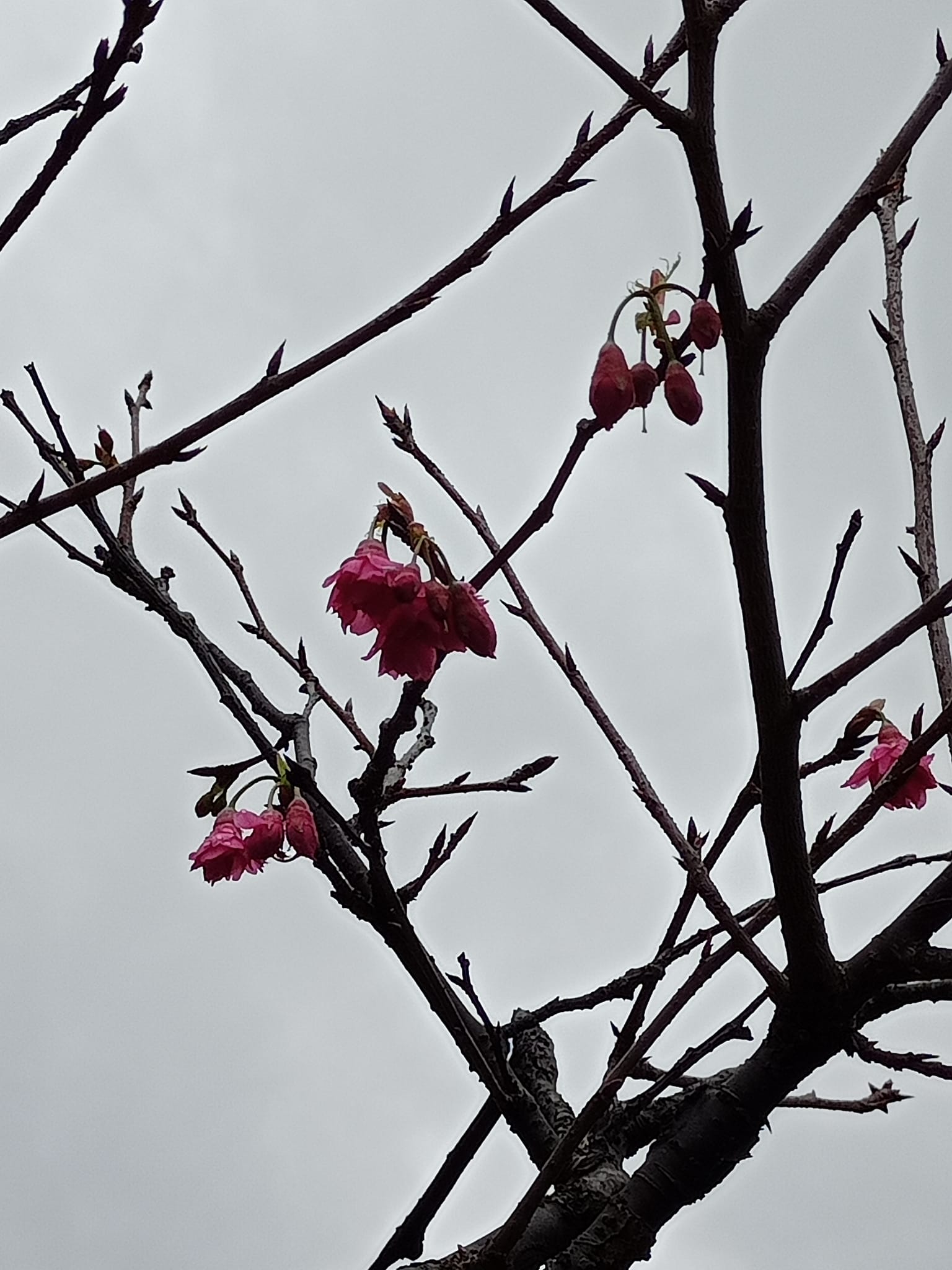 讚嘆逆寒山櫻花