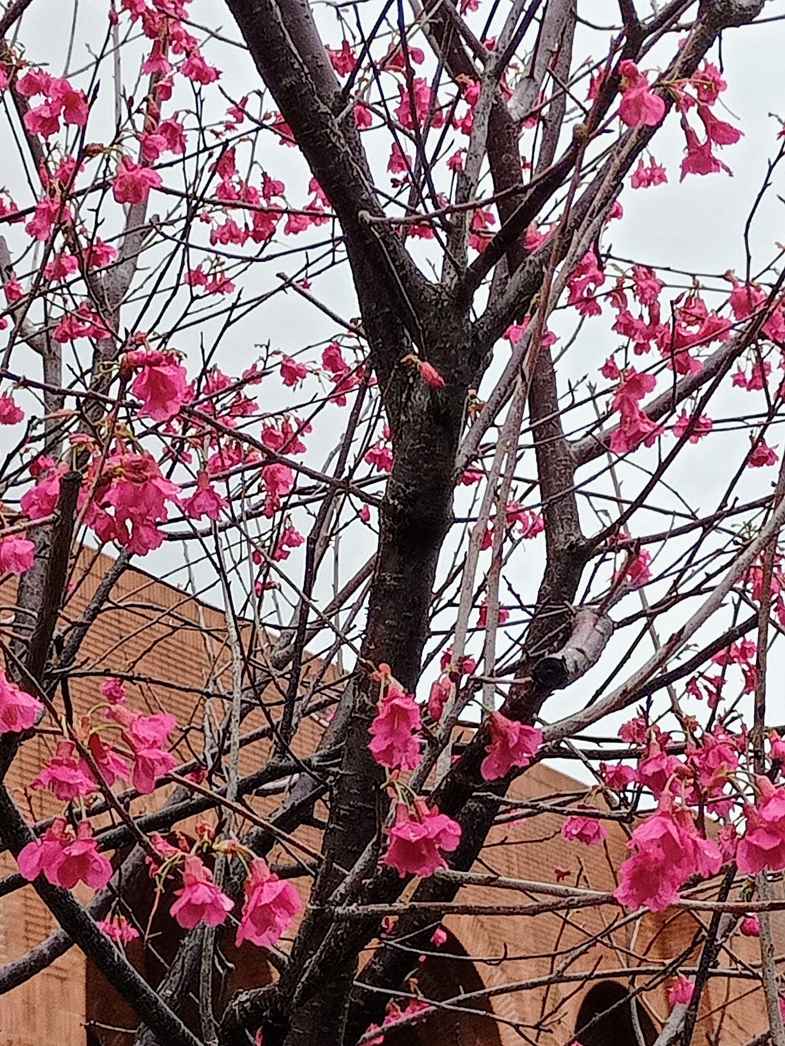 讚嘆逆寒山櫻花