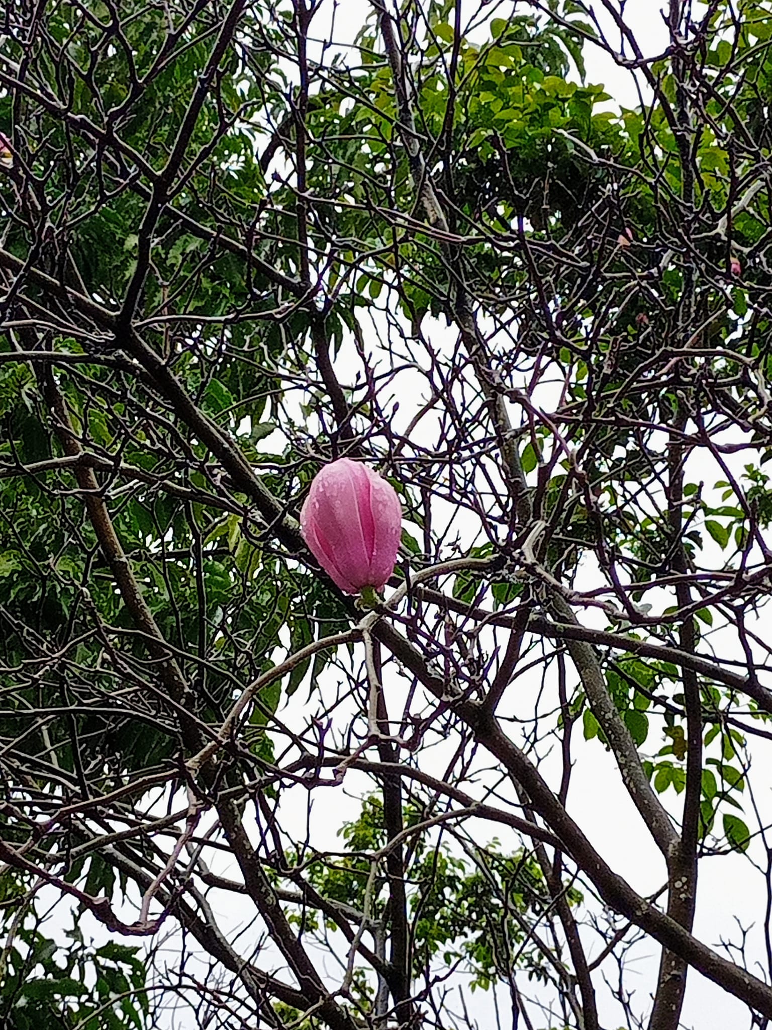 木筆花苞，戰寒流