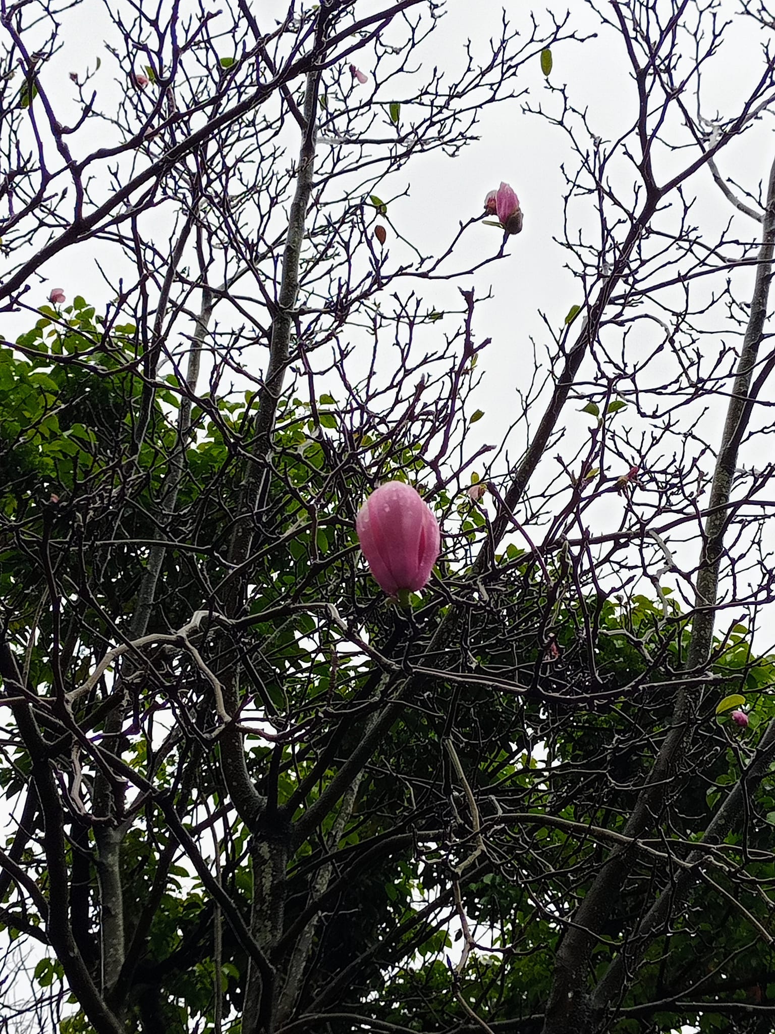 木筆花苞，戰寒流