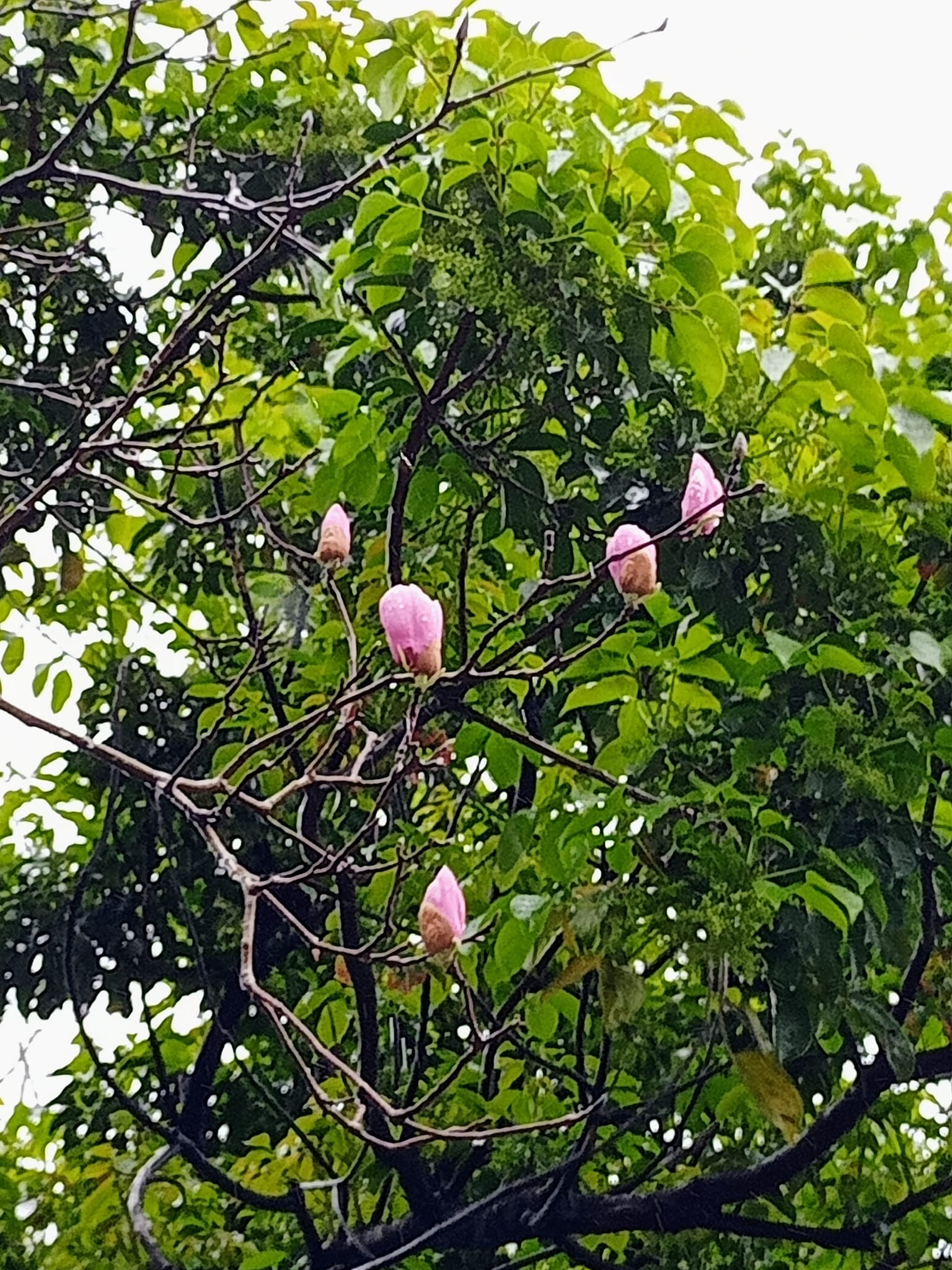 木筆花苞，戰寒流