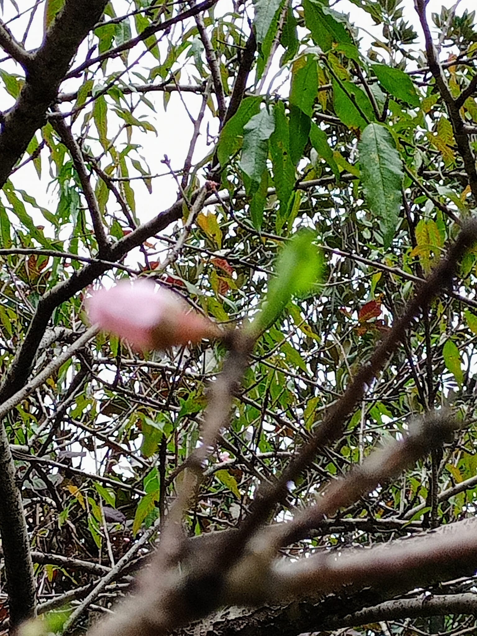 桃花劫，難舞春風