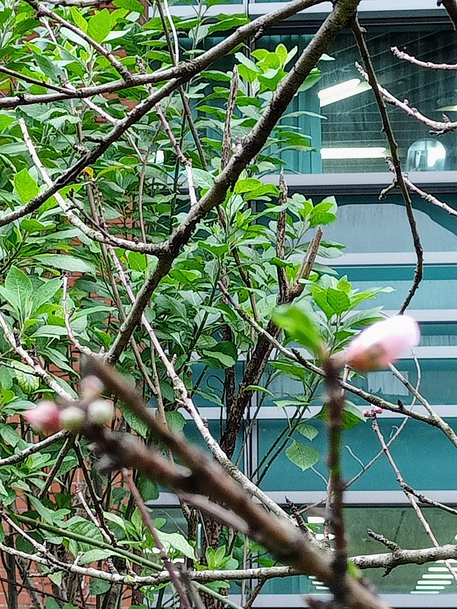 桃花劫，難舞春風