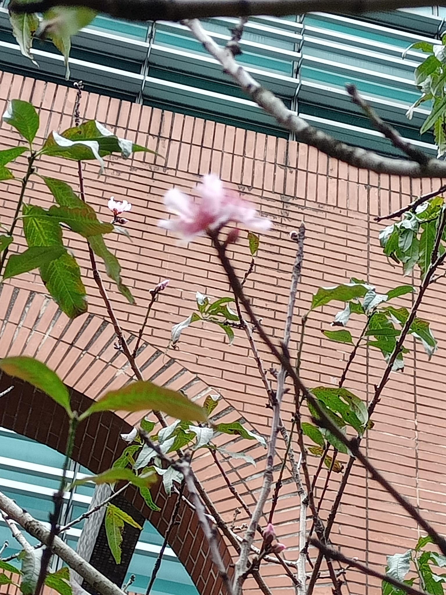 桃花劫，難舞春風