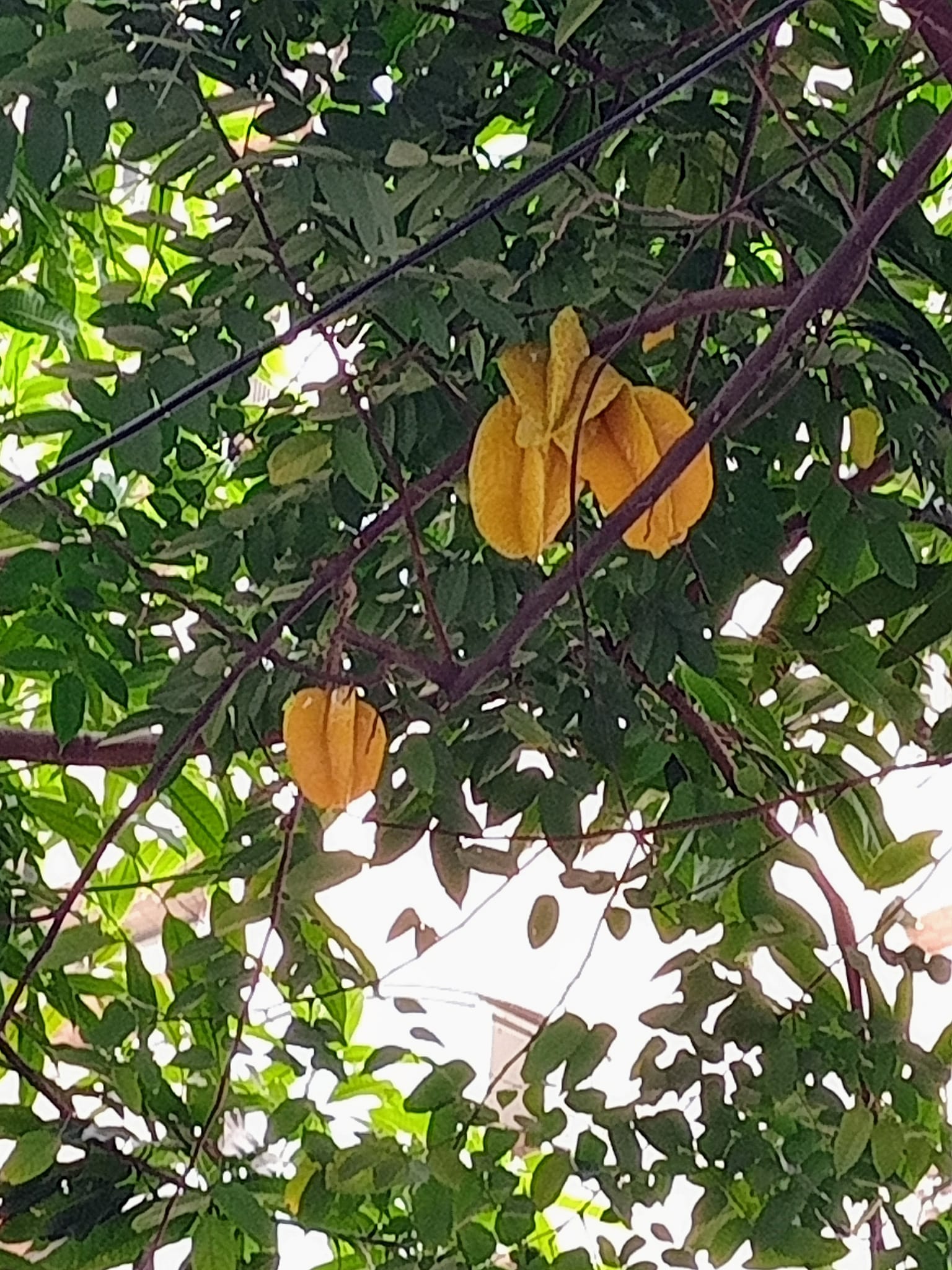 星星果，懸枝頭