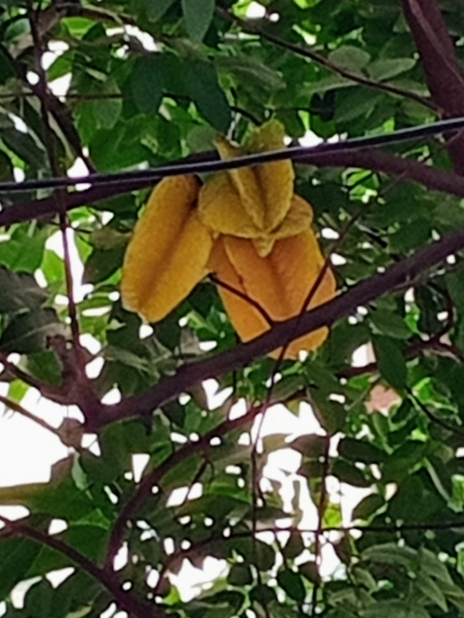 星星果，懸枝頭