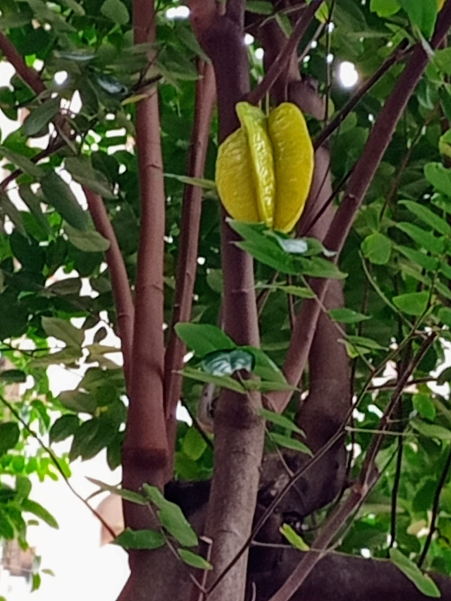 星星果，懸枝頭