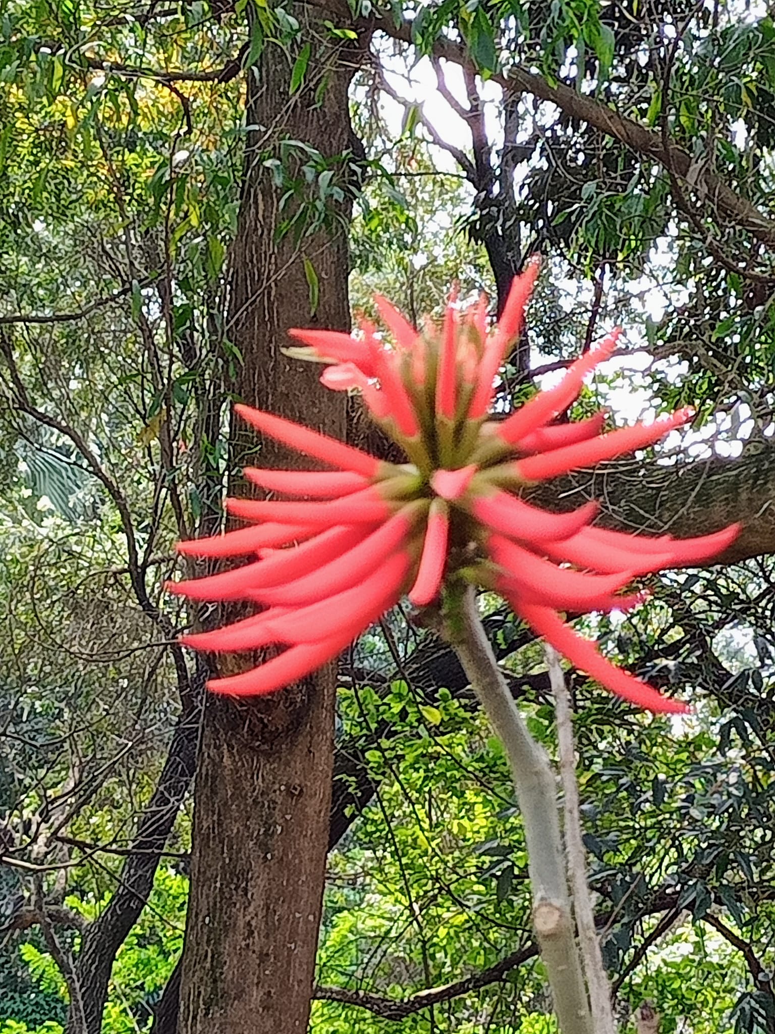 刺桐紅花綴枝頭