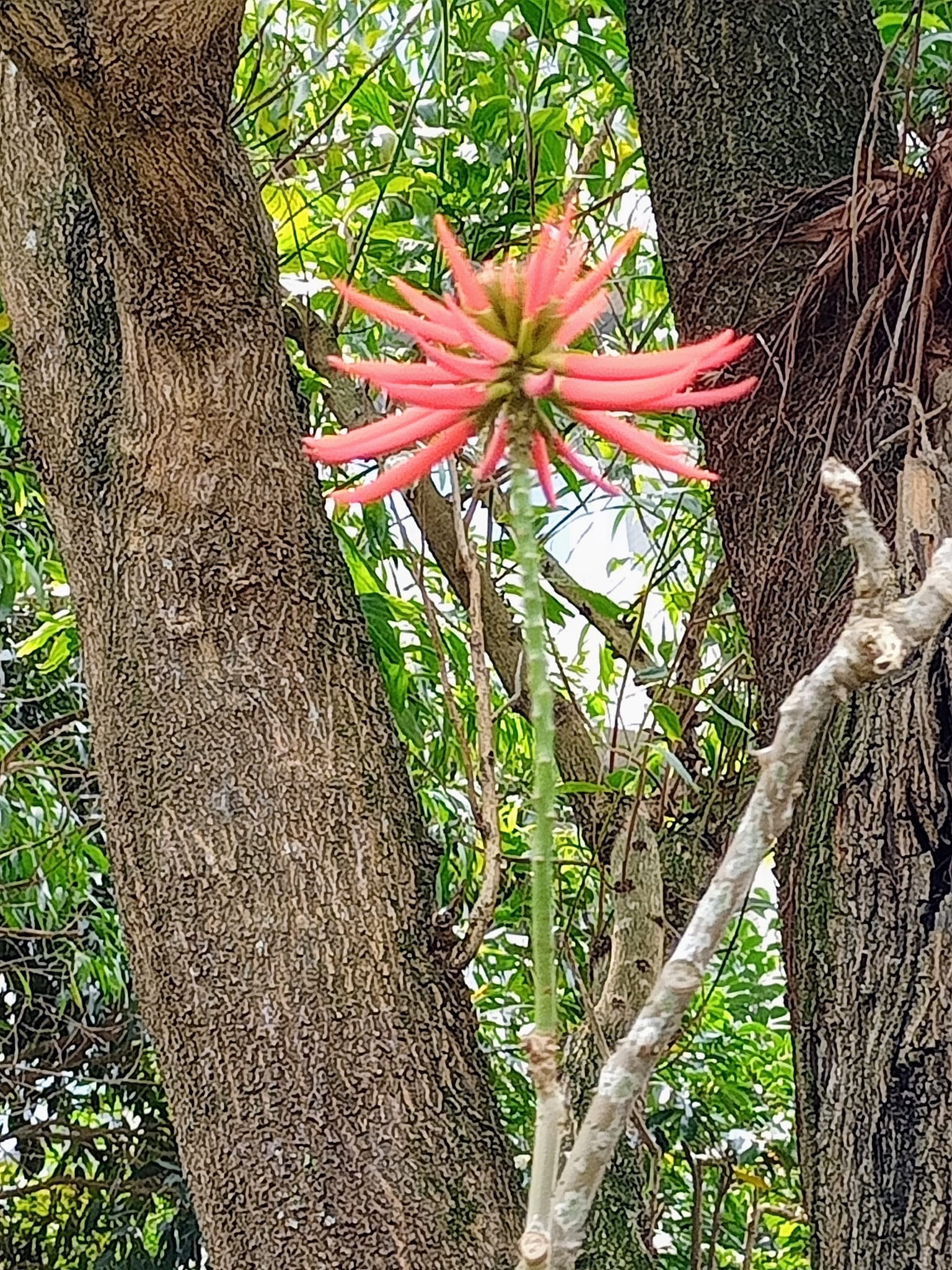 刺桐紅花綴枝頭