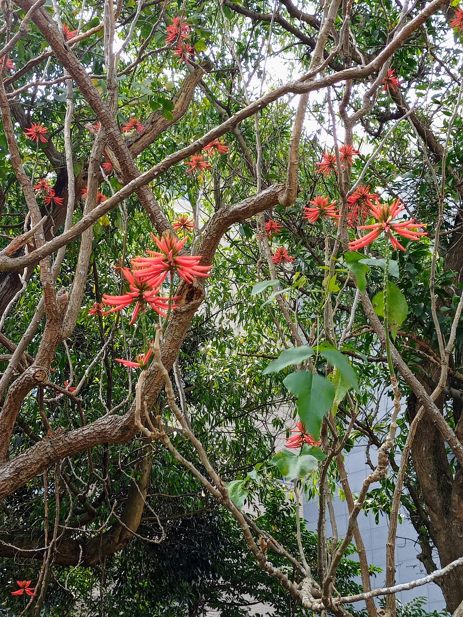 刺桐紅花綴枝頭