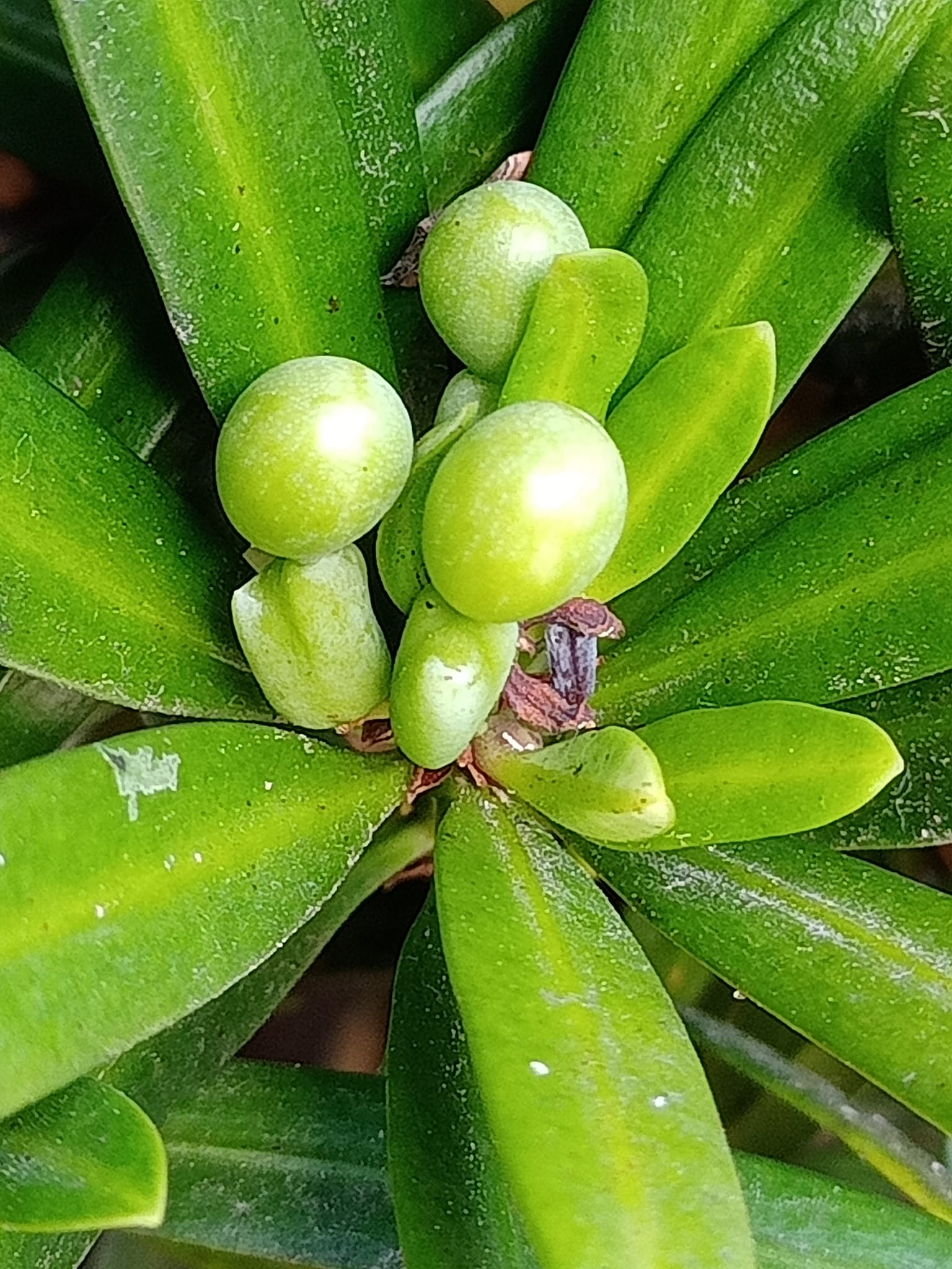 青澀小羅漢浮現